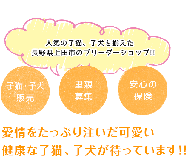 豊富な種類のかわいい、 健康な子猫、子犬が待っています！！